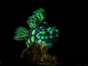 Nembrotha with a bit of light... by Philippe Eggert 